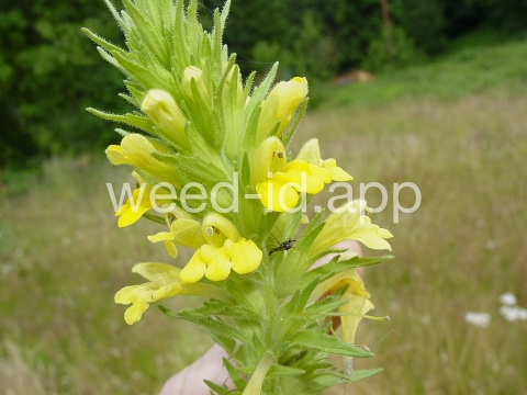 parentucellia, yellow